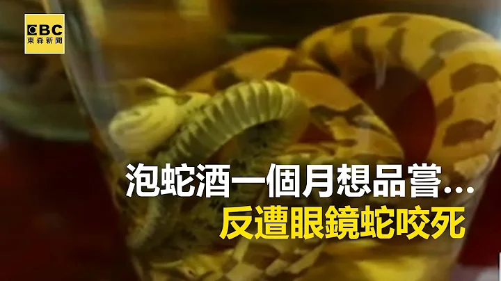 毒蛇復仇記！ 泡蛇酒一個月想品嘗…反遭眼鏡蛇咬死 20170411【東森大直播】張予馨@newsebc - 天天要聞