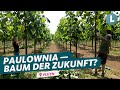 Von 0 auf 4 meter in einem jahr rettet paulowniabaum unser klima  wdr lokalzeit landschafft