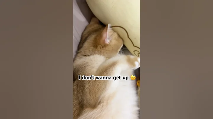 Watch the video about 💤#cat #cute #catlover #funny #phnompenh #cutecat #million #pets #cutepet #shorts #shortsfeed #fun