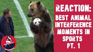 Most Unexpected Animal Interference Moments in Sports Reaction | Part 1 | Slumpbuster Reacts!
