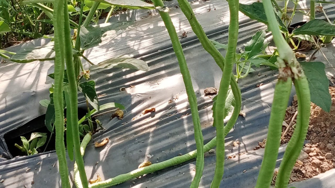 เก็บถั่วฝักยาวสร้างรายได้ต่อเนื่อง