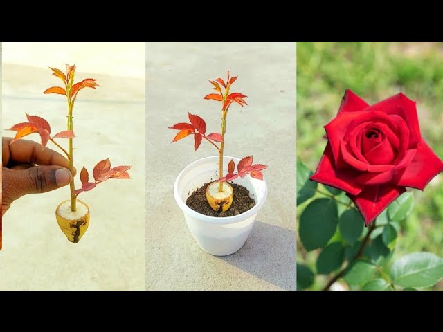 Grafting Rose Flower bud in Aloe vera