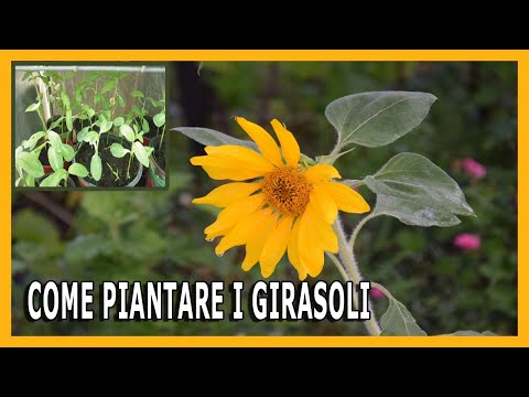 Video: Piantare i girasoli in ritardo: puoi coltivare i girasoli a fine estate