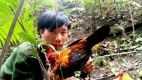 ต่อไก่ป่าเข้าดี dib qaib qus tuaj zoo Tiag tiag(part7) caum qaib qus cia sab tiag2