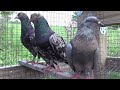 Macedonian dunek  makedonski donek pigeons different colors