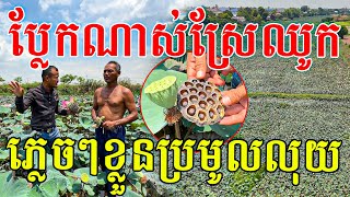 ប្លែកណាស់ស្រែឈូក ភ្លេចៗខ្លួនប្រមូលលុយ សូមសរសើរលោកពូ ពូកែរកនឹកណាស់