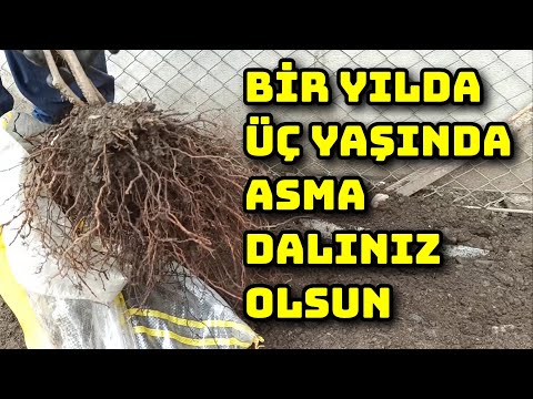 İlk Yılında Meyve Verdiren, 10 Metre Asma Dalını Kolayca Köklendiren Yöntem