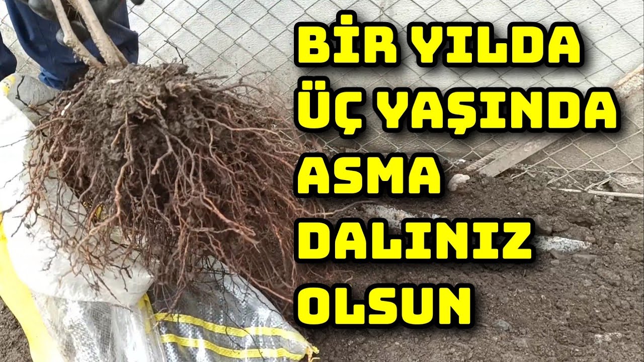 İlk Yılında Meyve Verdiren, 10 Metre Asma Dalını Kolayca Köklendiren Yöntem