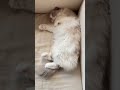 熟睡してるくぅを呼んでみたら意外な結果に #ショート #ねこ #ねこ動画＃ラグドール#猫 ＃笑＃おぎのきんしろう＃ラグドールのくぅ