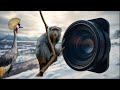 WILDLIFE CAUGHT ON CAMERA LIKE NEVER BEFORE 2025 WILDLIFE CAUGHT ON CAMERA LIKE NEVER BEFORE 2025