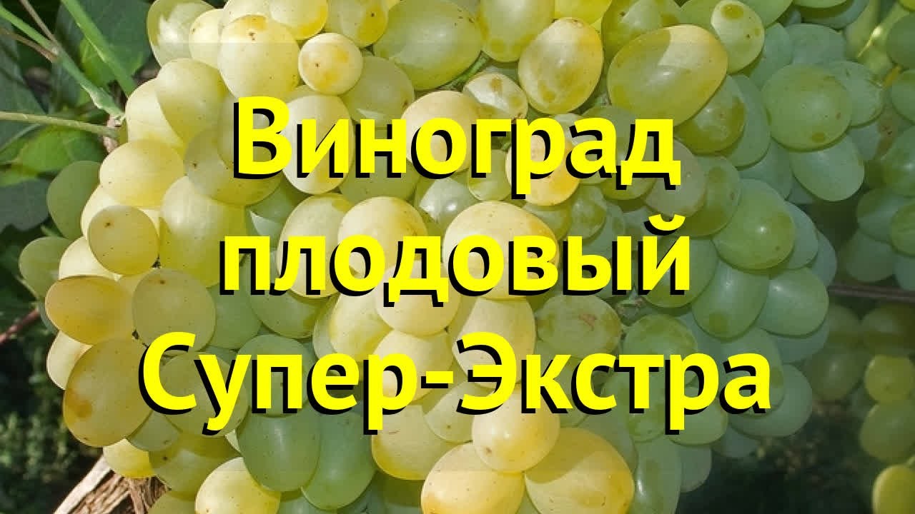 Виноград Супер Экстра Сорта Фото Отзывы