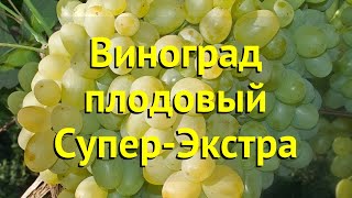 Виноград плодовый супер-экстра. Краткий обзор, описание характеристик, где купить саженцы vitis