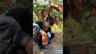 Srikaya fruit #shorts