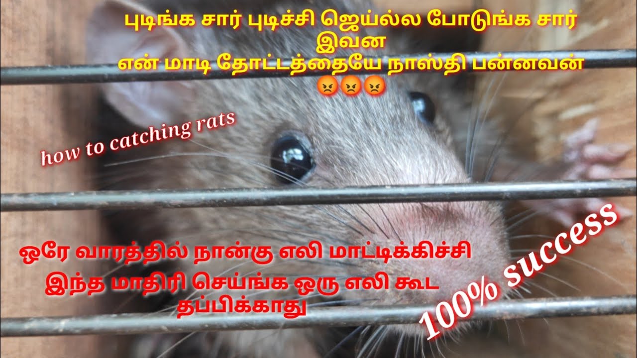 எலியை பிடிக்க இப்படி செய்ங்க ஒரு எலி கூட தப்பிக்காது👍 How to catching rats in terrace garden