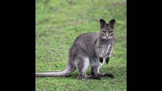 World Famous Catanimal Hybrid Cat Get Viral On Social Media Nittya,S Animal Society Peculiar Cat