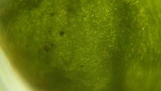 ряска под микроскопом из двух линз из лазерной указки
