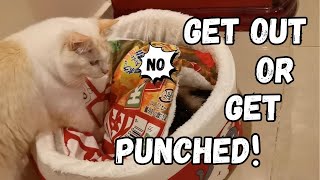 Cat Wars: Battle for the Coziest Cup Noodle Nest! by Eli & Mocha 148 views 4 months ago 59 seconds