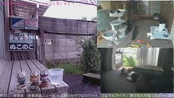 Nuko Noko Youtube