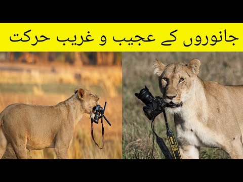 Weird movement of animals Weird جانوروں کی عجیب حرکت| About World - YouTube