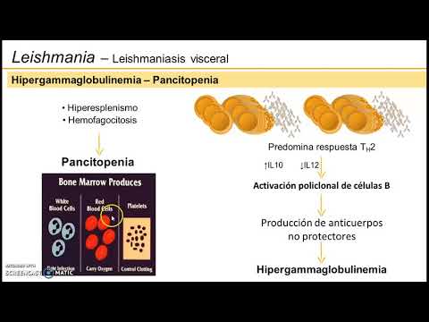 Vídeo: Regulación De La Inmunidad Durante La Infección Visceral De Leishmania