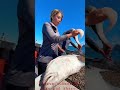 2 professionals cleaning halibut on the way back to port