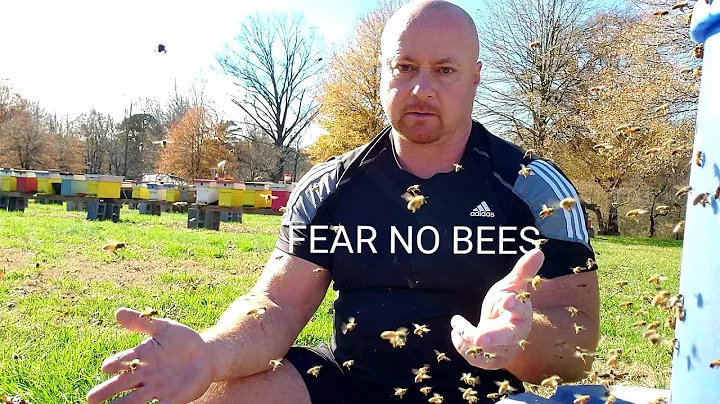 Medo de Abelhas? Isso irá ajudar a lidar com abelhas e vespas!