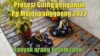 Prosesi Giling boneka PENGANTIN di Pabrik Gula Modjopanggong 2022