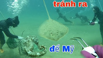 lặn biển bắt hải sản tươi sống - gặp lỡm ốc tỏi lớn - P239