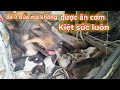 Tội nghiệp mẹ chó và bầy cún con bị bỏ đói / Sài Gòn Phố
