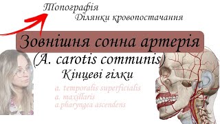 Кінцеві гілки зовнішньої сонної артерії. Висхідна глоткова артерія. Поверхнева скронева артерія.