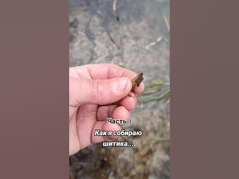 #fishing #рыбалка #собираю #шитик #ручейник - YouTube