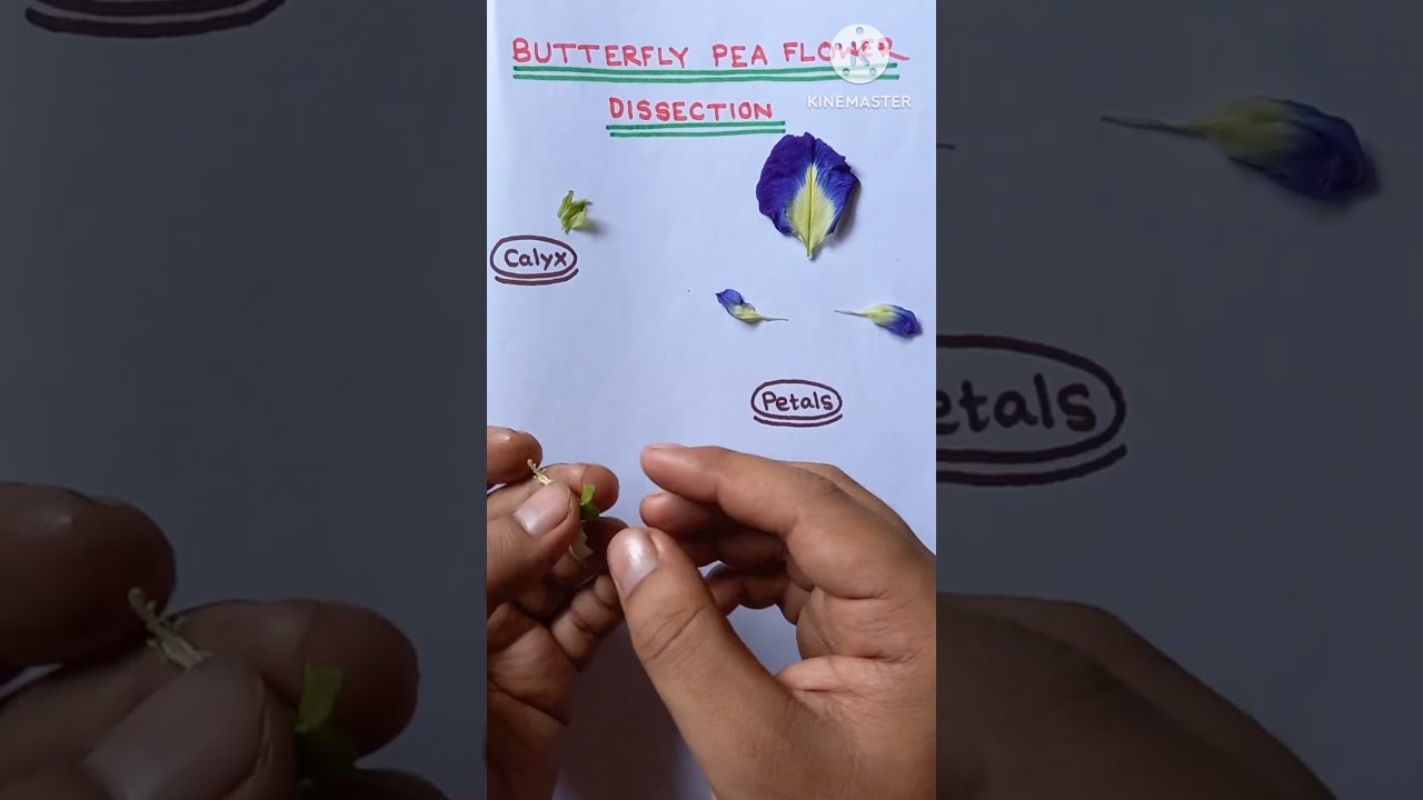 Butterfly Pea Flower Dissection ⚘⚘#youtubeshorts #shorts #reels #viral #viralvideo #biology