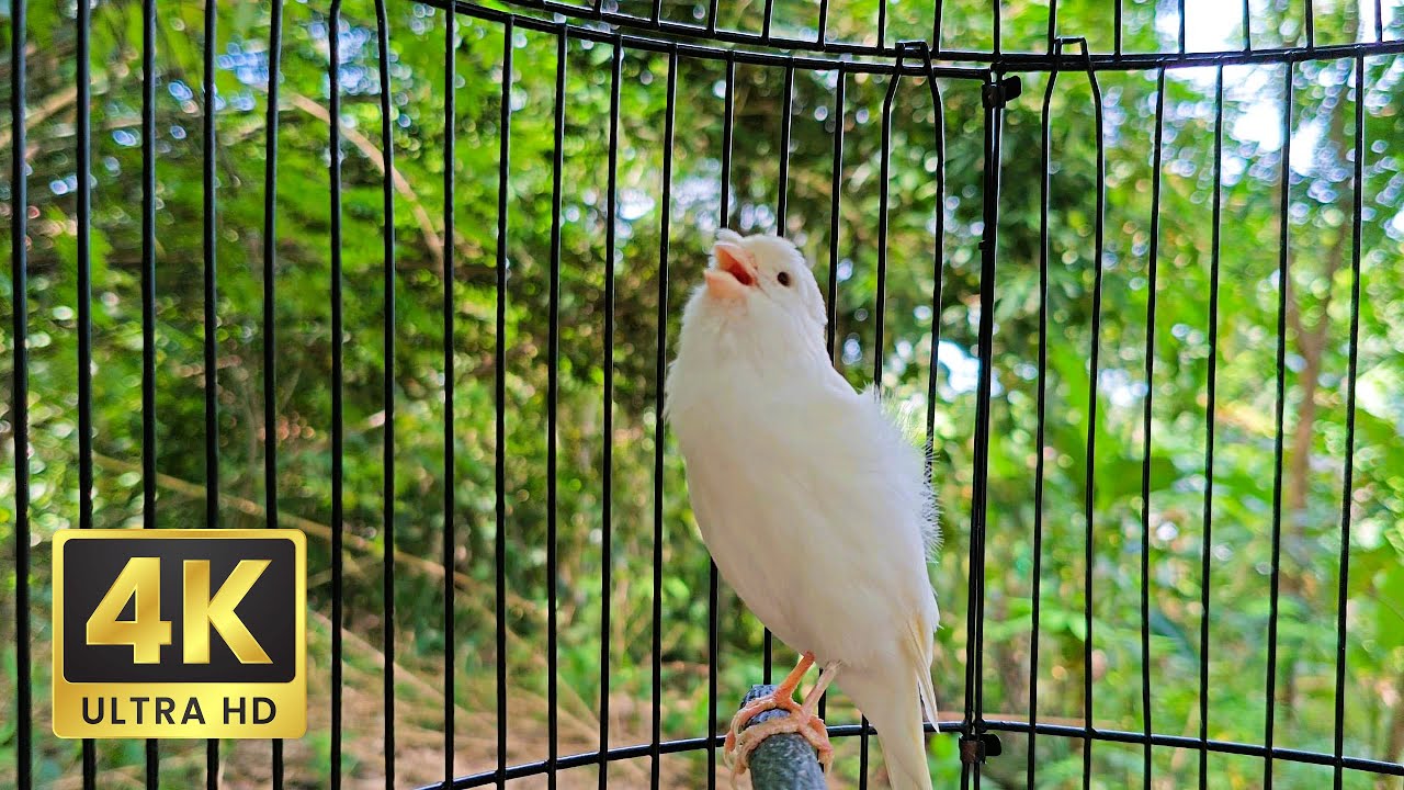 View of Young Canary Singing Practice – Surprisingly Good for a Beginner! - YouTube