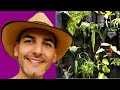 COMO HACER UN JARDIN VERTICAL | Jardín Vertical fácil  | jardines verticales | jardin pared facil