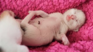 Newborn baby kittens day 02 || Nitin Nutun by Nitin Nutun 72 views 2 years ago 2 minutes, 24 seconds