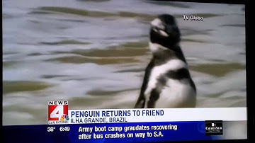 Penguin swims 5000 miles every year to visit the man who saved him 5 years prior in 2011