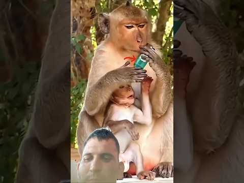 बंदर का शिकार #shortsfeed #shayari #shortsvideo #viralvideo #youtubeshorts #animals #automobile