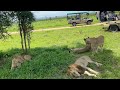 MIKUMI NATIONAL PARK ALMOST GOT KILLED BY LIONS AFTER OUR SAFARI CAR BROKE IN MIDDLE OF 4 LIONS