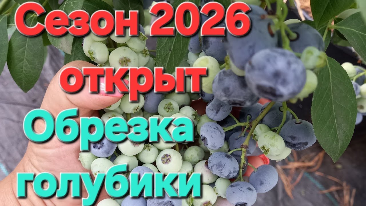 Зимняя обрезка голубики. Сроки и все нюансы.