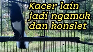 Kacer Tipe Panas Membuat Kacer Anda Jadi Emosi Dan Konslet