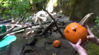 Otter chaos with pumpkins