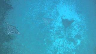 Scuba Diving with Eagle Rays in Galapagos