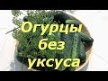 212. Огурцы без уксуса. Хрустят и не взрываются