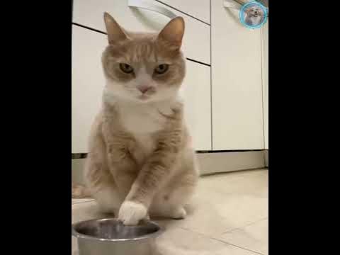 Кот просит есть - YouTube