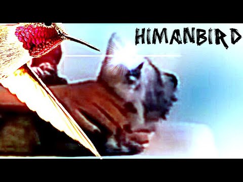 How to Catch Hummingbirds - YouTube