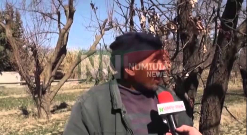 نوميديا نيوز: المسيلة...مئات الأشجار تموت ومحيطات أصبحت من الماضي وفلاحين يطالبون بفتح تحقيق