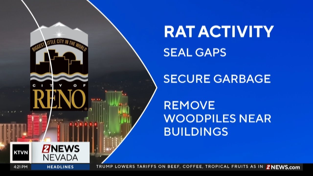Increase in rat activity