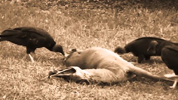 Walking Dead Season 1 Intro