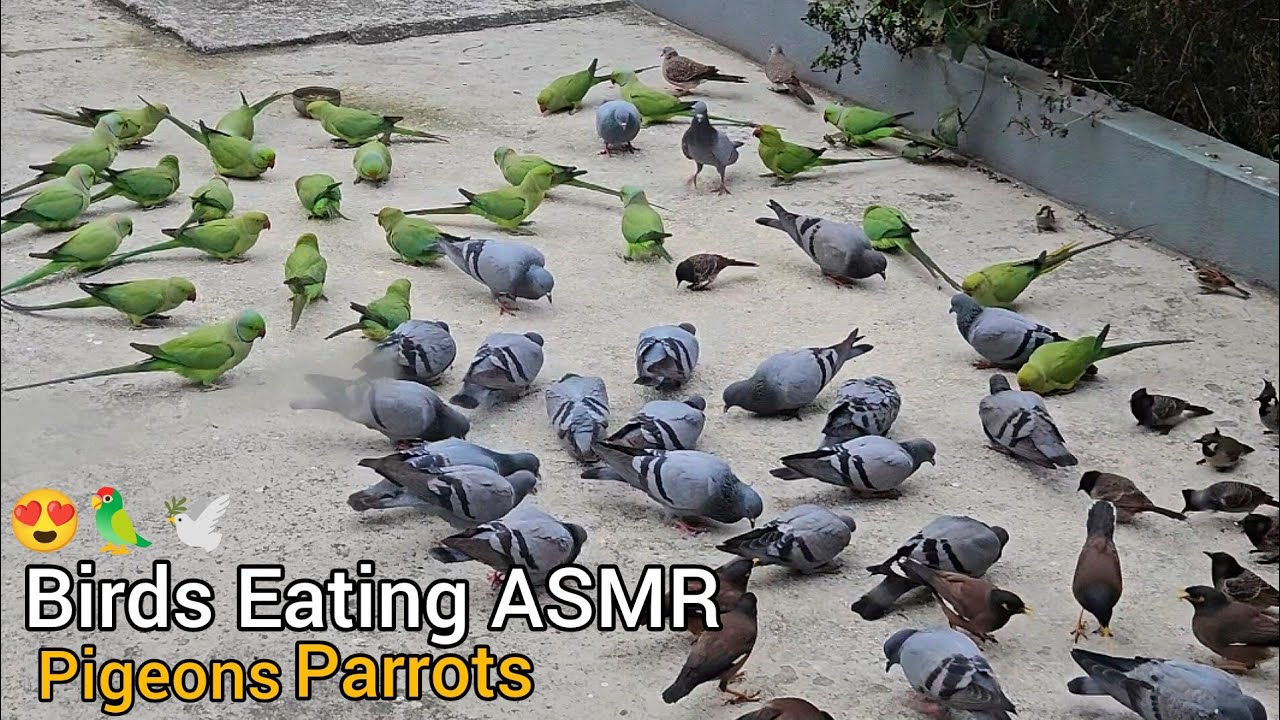 Parrots & Pigeons Eating ASMR 🕊️❣️ | Pure Village Peace Sounds (No Music)