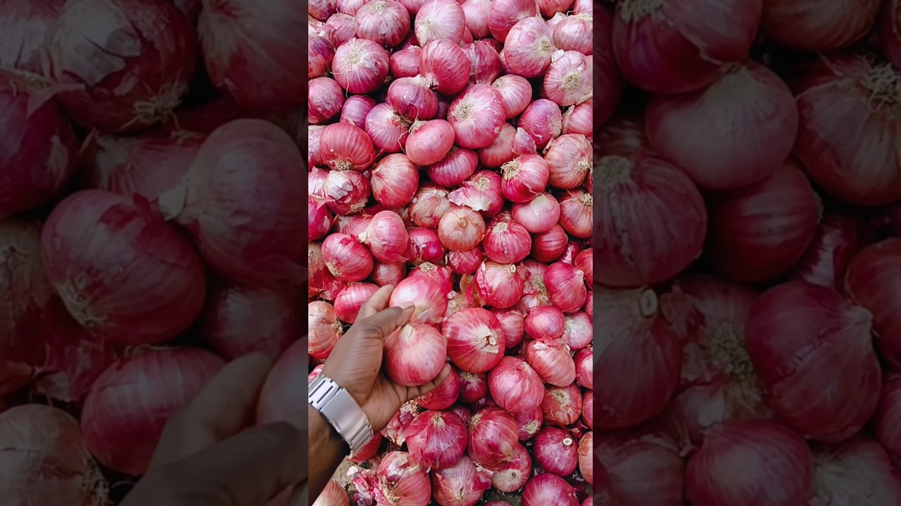 Solapur onion today rate Bengaluru Mandi